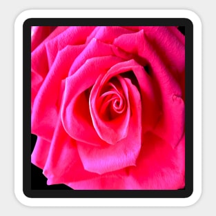 Rose 2 Sticker